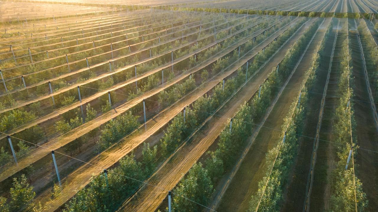 Закладка садов «под ключ»