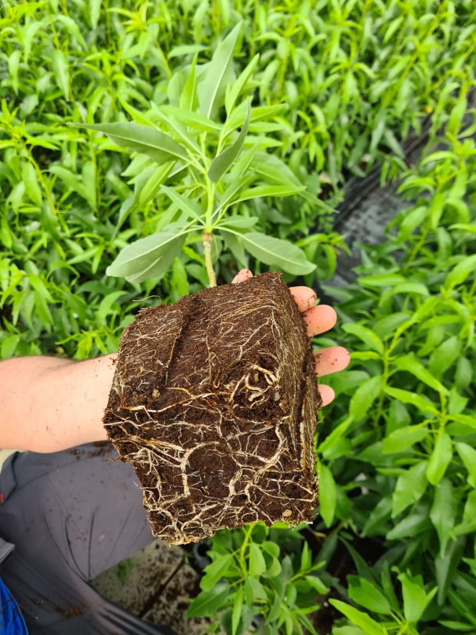 Поставка посадочного материала